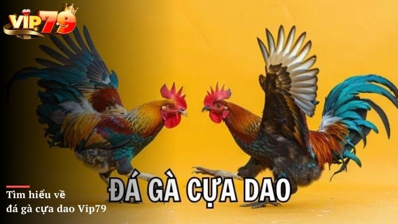 Tìm hiểu về đá gà cựa dao Vip79