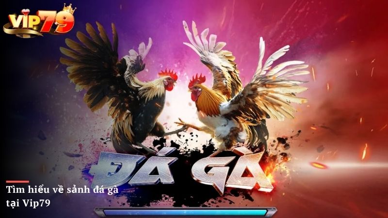 Tìm hiểu về sảnh đá gà tại Vip79